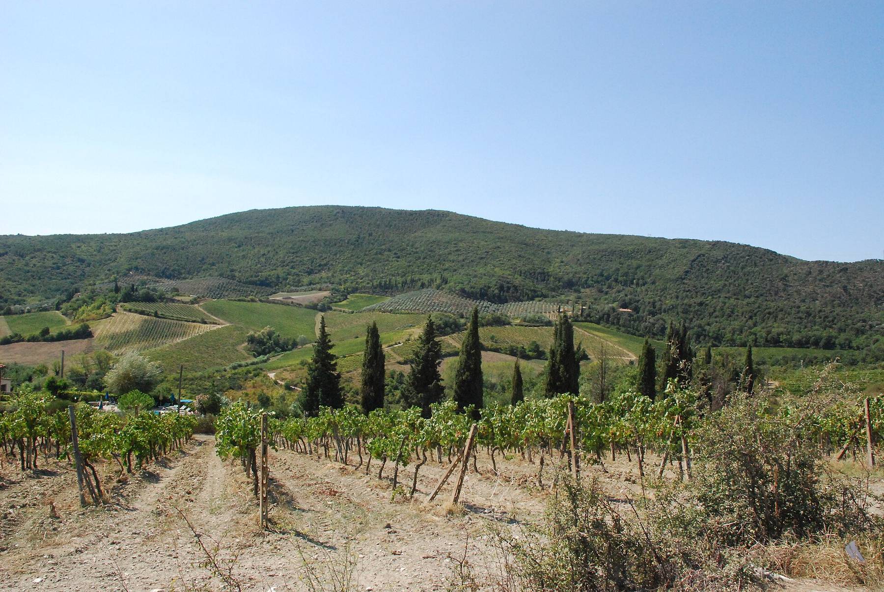 Tuscan vineyard countryside with rows of cypress trees